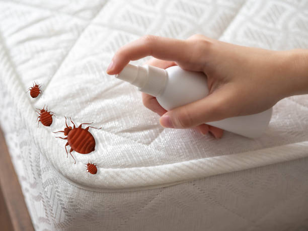 Best Emergency Pest Control  in St Maries, ID