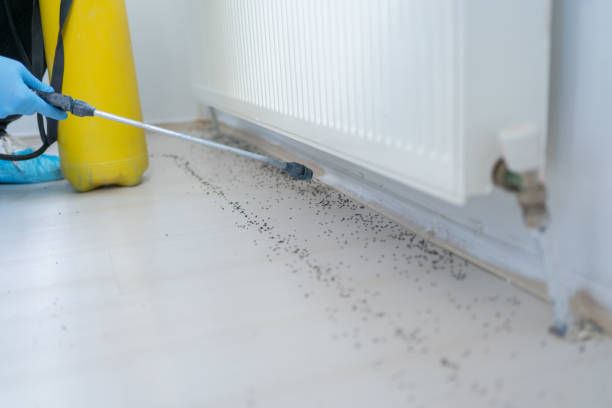 Best Flea Control Services  in St Maries, ID