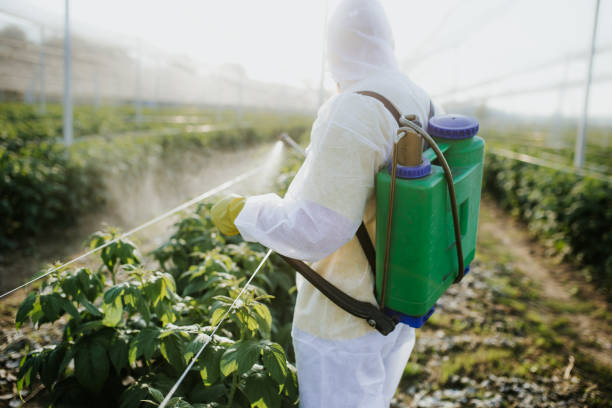 Best Wasp Removal Services  in St Maries, ID